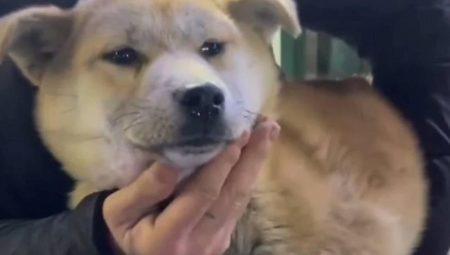 Güney Kore’de bir toprakta binden fazla meyyit köpek bulundu