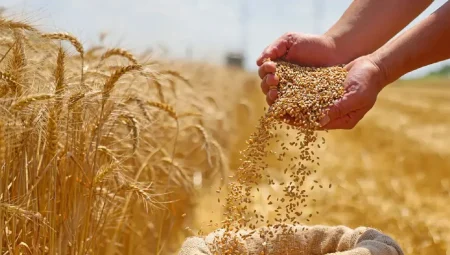 Güneydoğu Anadolu’nun hububat ihracatı yılın birinci 5 ayında 1,5 milyar doları aştı